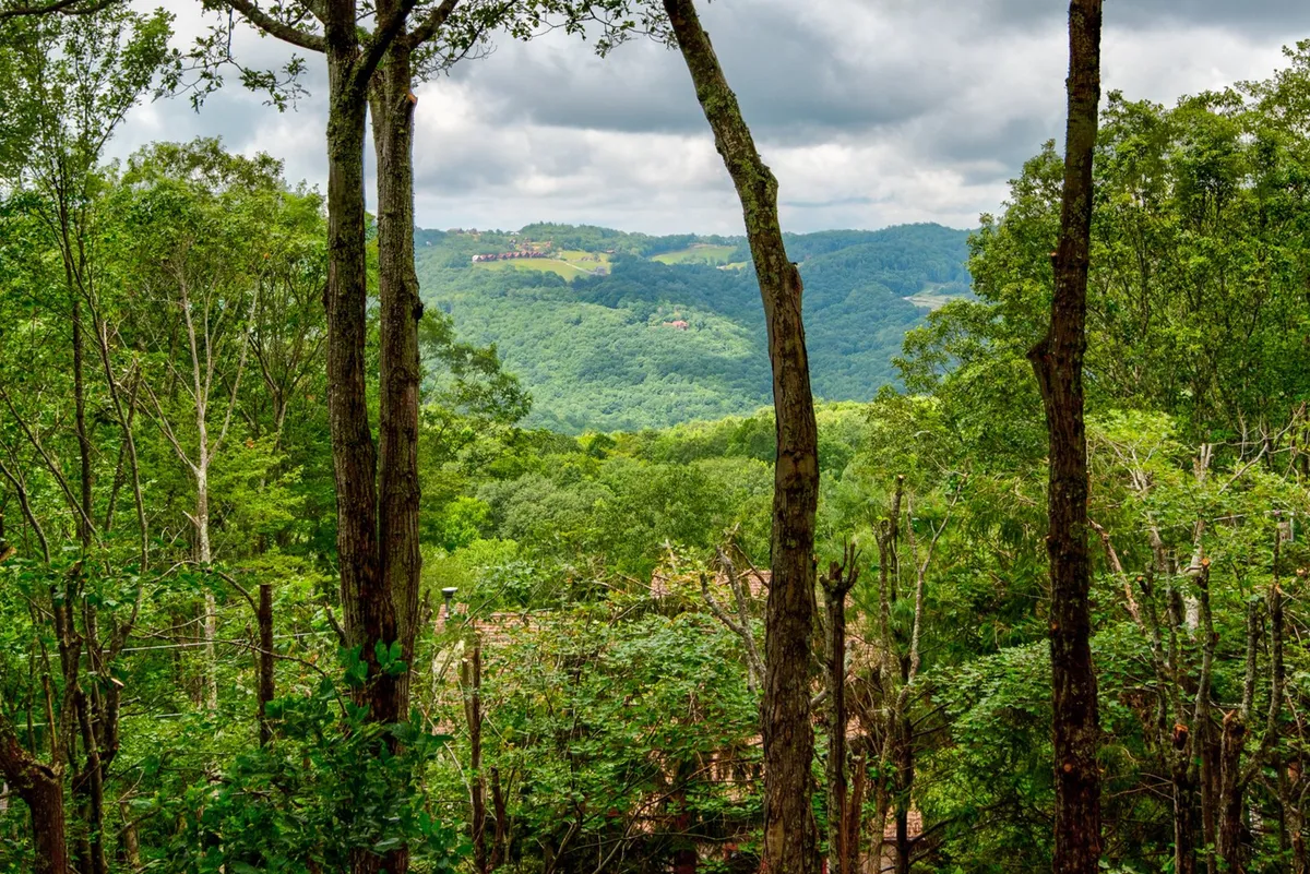 This image presents a sweeping view of distant mountains, lush greenery, and tree trunks framing the foreground—evoking the sense of adventure and connection with nature that Beech Mountain offers. The landscape is inviting for hiking, nature walks, and enjoying tranquil moments.